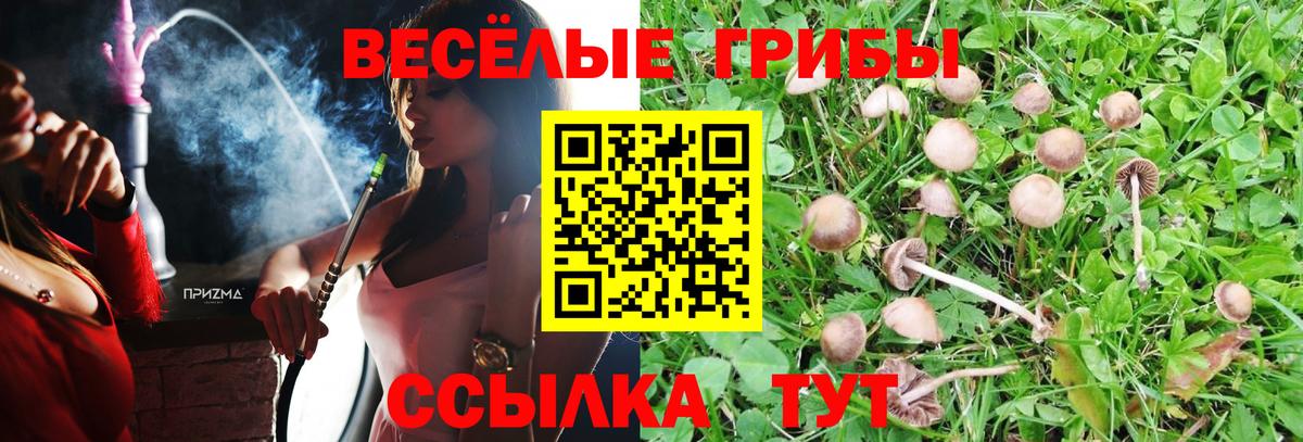 Шадринск  Галлюциногенные грибы Cubensis  наркотики  Вход с VPN 